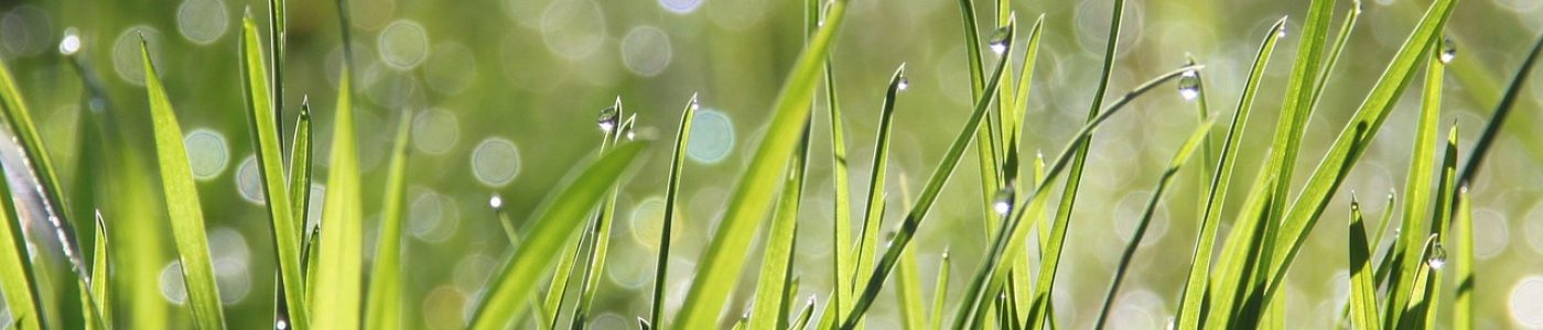dew, grass, morning-1507498.jpg